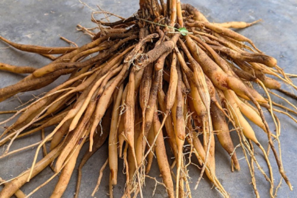 まめとこめ＜女性のゆらぎ（チャイ味）＞